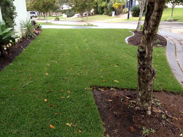 B3cimg1008 Sunshine Coast Turf And Lawn Suppliers 