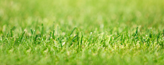 Sunshine Coast Buffalo & Couch turf | Coastal Turf & Soil